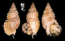 疣織紋螺 Nassarius papillosus 1