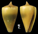 旗幟芋螺 Conus vexillum 1