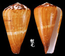 旗幟芋螺 Conus vexillum 2