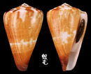 旗幟芋螺 Conus vexillum 3