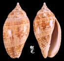 棕線渦螺 Harpulina lapponica1