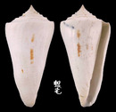 西寶芋螺 Conus sieboldii 1