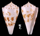 紫羅蘭芋螺 Conus ione 1