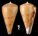 紫羅蘭芋螺 Conus ione 2