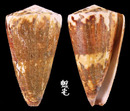 小牛芋螺 Conus vitulinus2