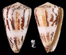 小牛芋螺 Conus vitulinus4