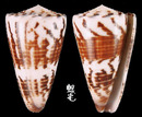 小牛芋螺 Conus vitulinus5