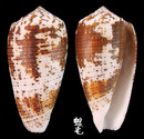 僧袍芋螺 Conus magus 1