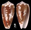 僧袍芋螺 Conus magus 2