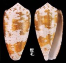 僧袍芋螺 Conus magus 3
