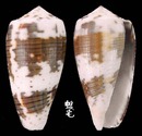 僧袍芋螺 Conus magus 5