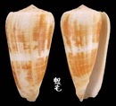 Raphanus芋螺 Conus magus raphanus 1