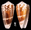 Raphanus芋螺 Conus magus raphanus  2