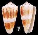 Raphanus芋螺 Conus magus raphanus  4