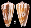 Raphanus芋螺 Conus magus raphanus  5
