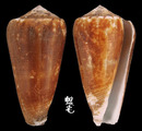Raphanus芋螺 Conus magus raphanus 6