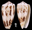 Assimilis芋螺 Conus magus assimilis 3
