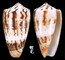 Assimilis芋螺 Conus magus assimilis 5