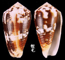 Assimilis芋螺 Conus magus assimilis 6