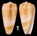 Carinatus芋螺 Conus magus carinatus 1