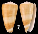 Carinatus芋螺 Conus magus carinatus 2
