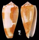Carinatus芋螺 Conus magus carinatus 3