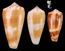 Carinatus芋螺 Conus magus carinatus 4