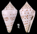小佛塔芋螺 Conus stupella 1