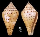 小佛塔芋螺 Conus stupella 3