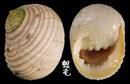 白肋蜑螺 Nerita plicata 1