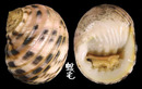 白肋蜑螺 Nerita plicata 2