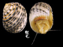 白肋蜑螺 Nerita plicata 3