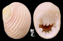 白肋蜑螺 Nerita plicata 4