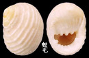 白肋蜑螺 Nerita plicata 5