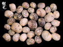 白肋蜑螺 Nerita plicata 6