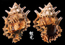 黑口蛙螺 Bursa lamarckii 2