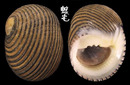 黑線蜑螺 Nerita balteata 1