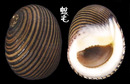 黑線蜑螺 Nerita balteata 3