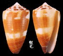 線條芋螺 Conus striatellus 1