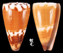 線條芋螺 Conus striatellus 2