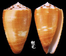 線條芋螺 Conus striatellus 3