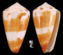 線條芋螺 Conus striatellus 4