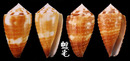 線條芋螺 Conus striatellus 6