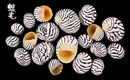 斑馬蜑螺 Puperita pupa3