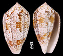花瑪瑙芋螺 Conus monachus 1