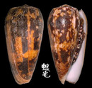 細線芋螺 Conus striatus 1