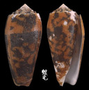 細線芋螺 Conus striatus2