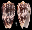 細線芋螺 Conus striatus 3