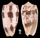 細線芋螺 Conus striatus 4
