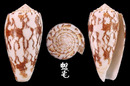 細線芋螺 Conus striatus 6
